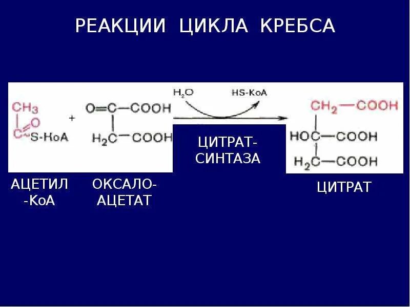 Цикл кребса реакции. 4 реакция цикла кребса. подготовительные реакции цикла кребса. 3 реакция цикла кребса. первая реакция цикла кребса.