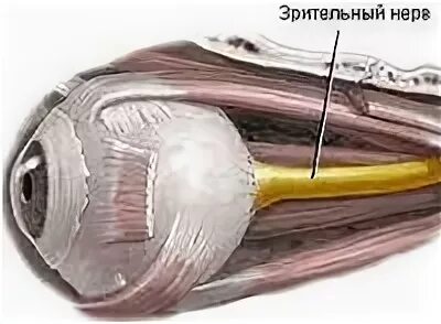 Зрительный нерв двигательный