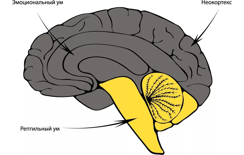 Неокортекс и лимбическая система. Строение мозга неокортекс. Мозг рептилии. Мозг рептилии мозг млекопитающего неокортекс. Рептильный мозг неокортекс
