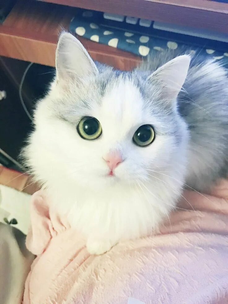 Няшные котики. Милые котики эстетика. Милый котик. Cute cat me. Милые котики с сердечками.