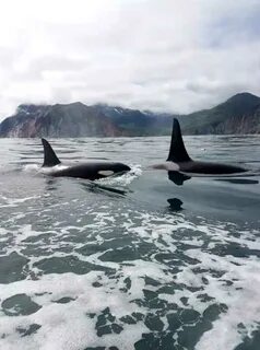 Морские экскурсии петропавловск камчатский