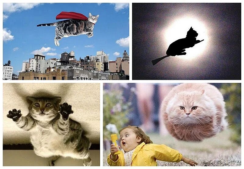 Кот летит мем. Кот летит. летающий котенок. летающие круглые коты. кот левитирует.
