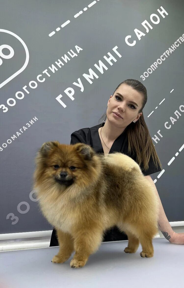 Вертихвостка зоосалон долгопрудный. Зоосалон зоопространство. Зоосалон гламур. Зоосалон зоопространство. Короткая стрижка шпица.