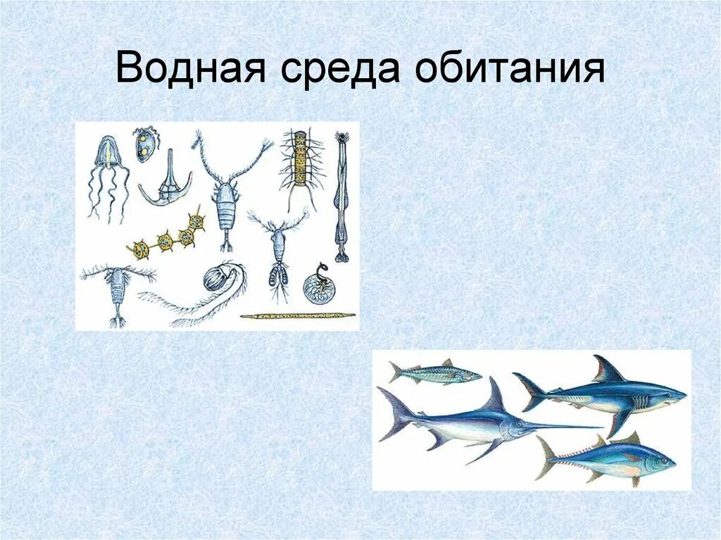 Пища в водной среде обитания. Водная среда обитания. Обитатели водной среды обитания. Водная среда обитания картинки. Среда обитания ламинарии водная или наземно.