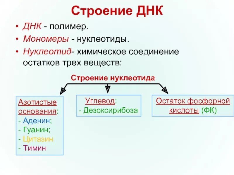 Углеводы днк и рнк. ДНК В строении углевода. Строение полимера ДНК. Строение мономера ДНК. Углевод в нуклеотиде ДНК.