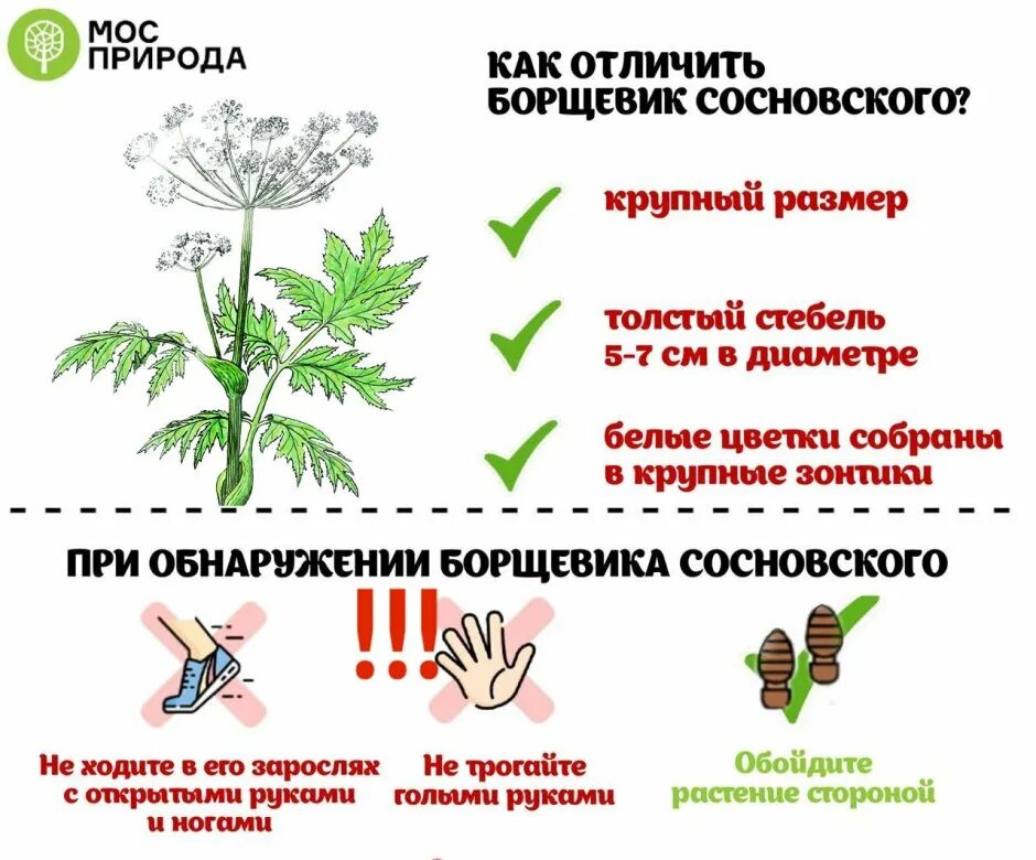 Чем отличается борщевик. Опасное растение борщевик. борщевик сосновского ядовитое растение. ядовитый борщевик сосновского. борщевик сосновского стебель.