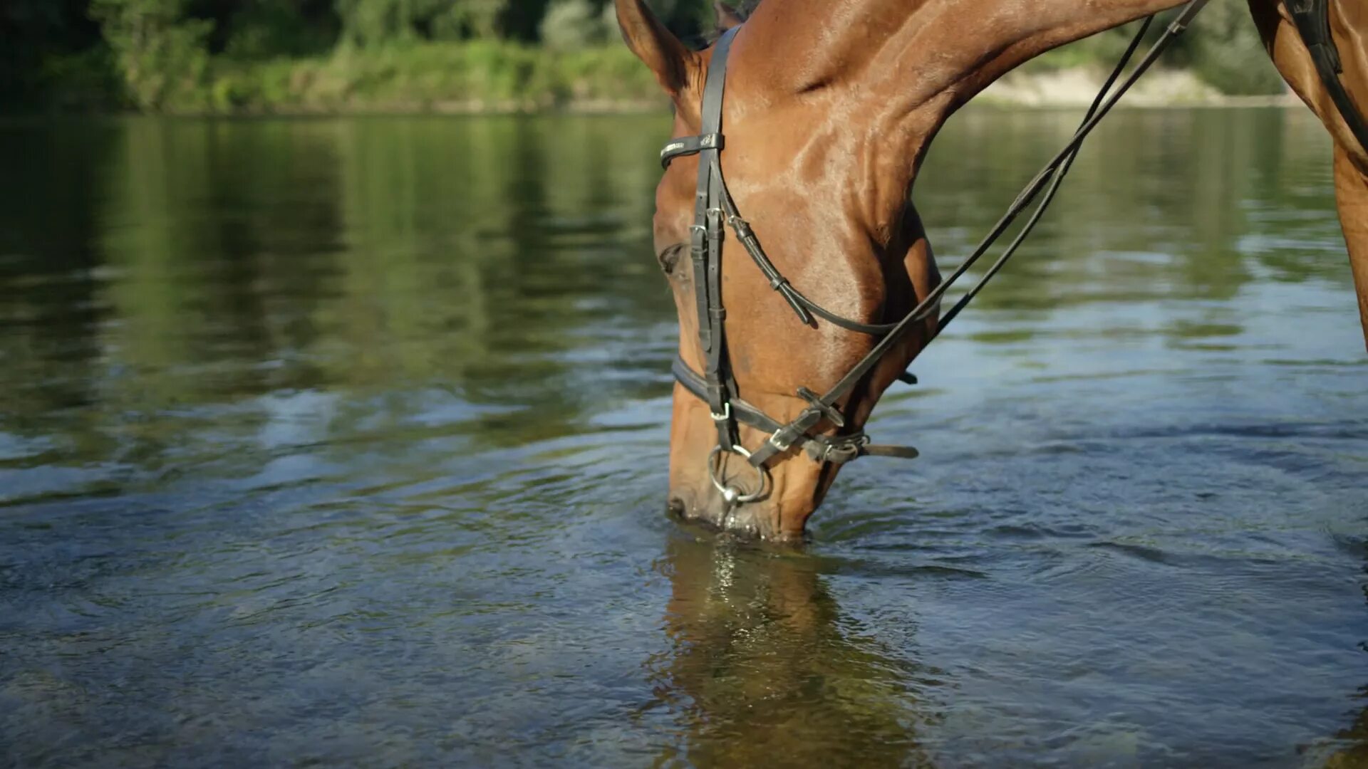 Horse drink. Drinking Horse. Horse is drinking. The Horse is drinking Water. Drinking with Horses.