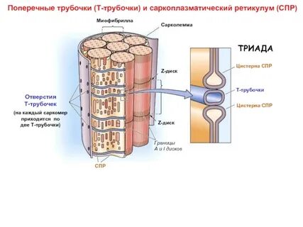 Система трубочек