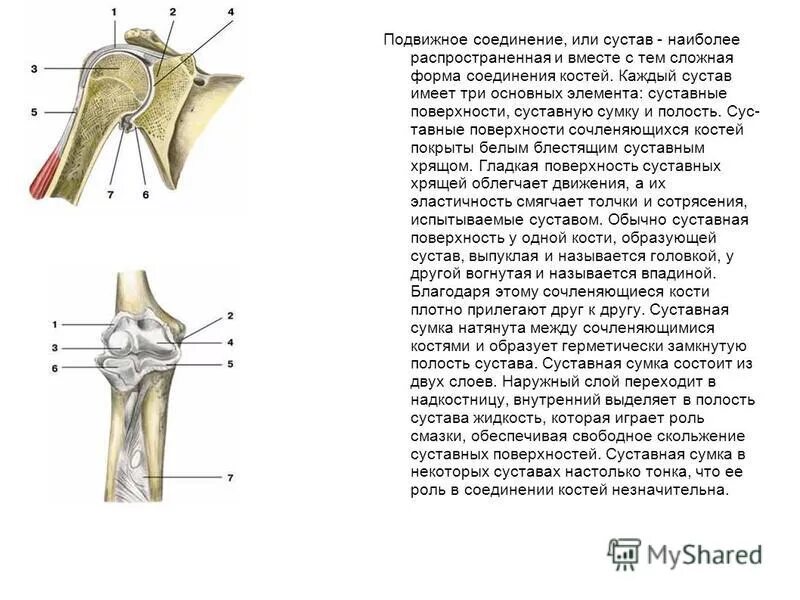 Подвижное соединение суставов. Самый подвижный сустав. Перечислите основные суставы человека. Наименее подвижный сустав. Какие суставы самые подвижные.