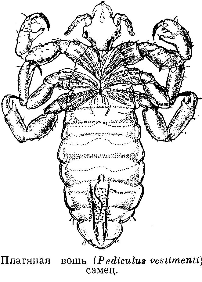 Платяная вошь самка и самец. Платяная вошь строение самки. Платяная вошь рисунок самка. Головная вошь (Pediculus humanus capitis). Самка головной вши рисунок
