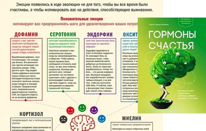 Гормоны счастья. Гормон счастья и другие. Выработка гормонов счастья. Как вырабатывается гормон счастья. Естественные источники дофамина