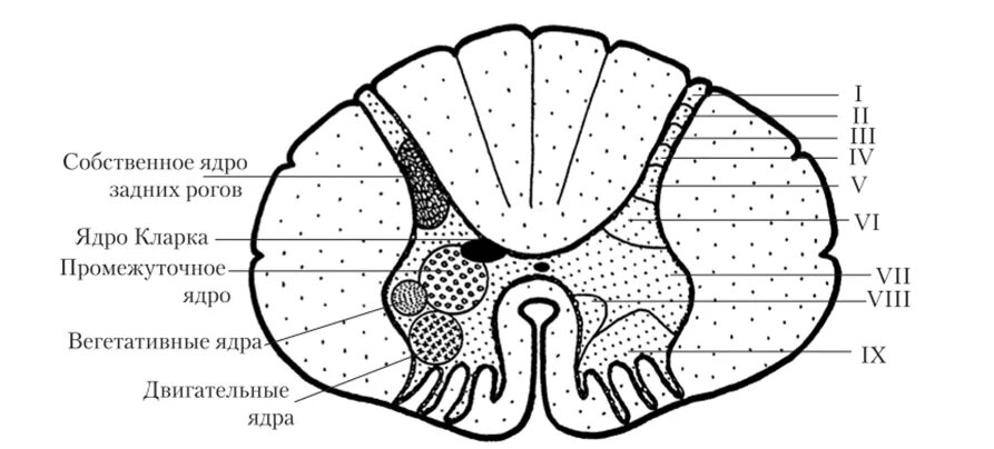 Пластина мозга. Пластины Рекседа спинного мозга. Заднее грудное ядро спинного мозга. Пластины Рекседа и ядра спинного мозга. Ядра Рогов спинного мозга.