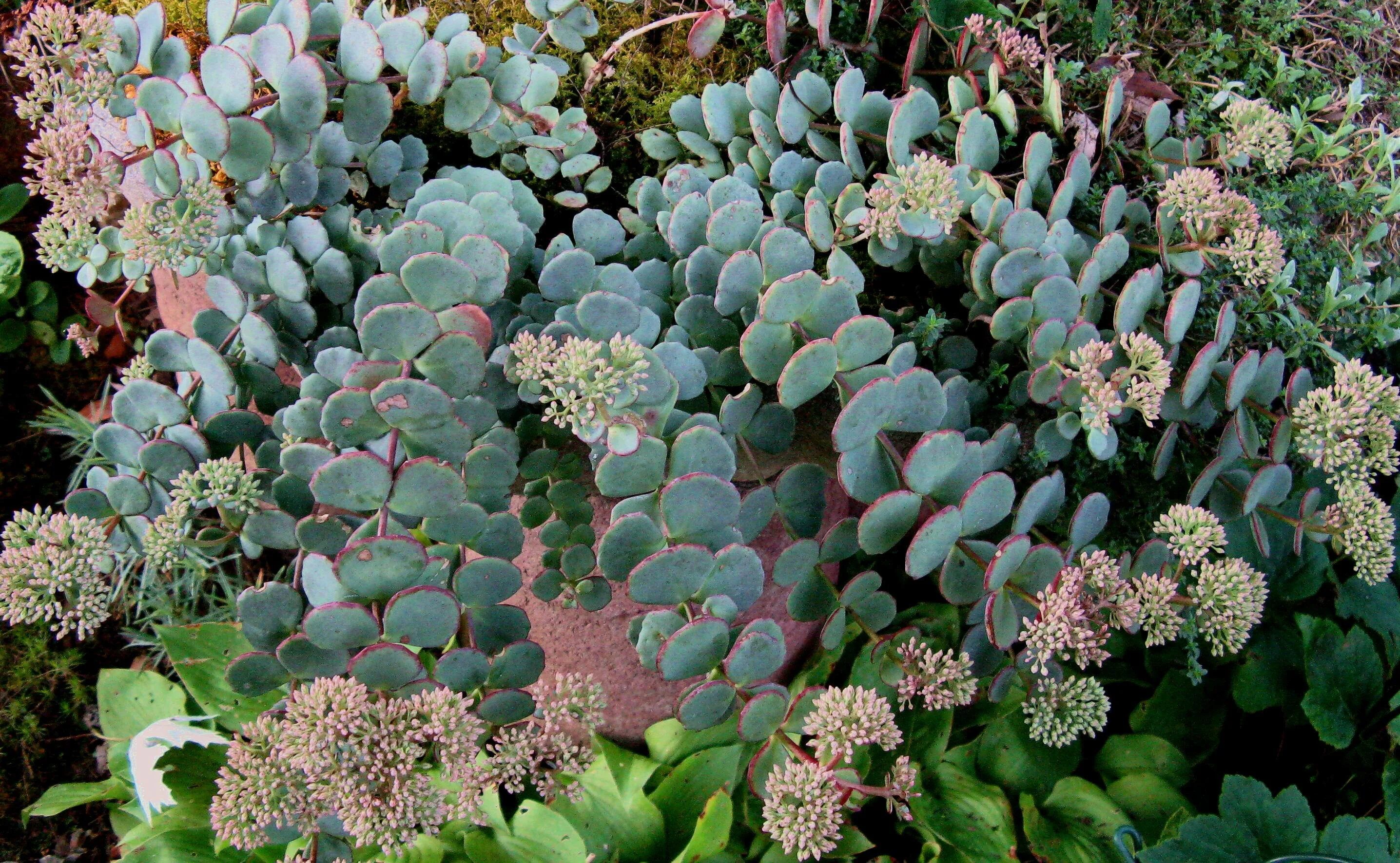 Очиток сорта и виды. Седум зибольда (sedum sieboldii);. очиток седум зибольда. очиток зибольда ампельный. очиток зибольда glaucum.