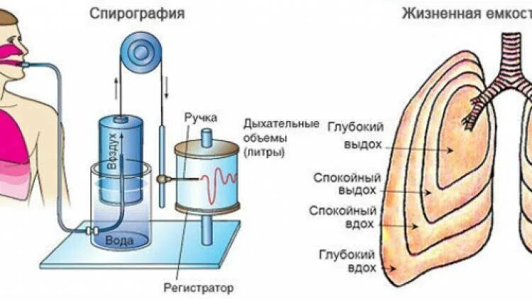 Жизненную емкость легких определяют с помощью. Измерение объема легких. исследование жизненной емкости легких. исследование объема легких. уменьшение жизненной емкости легких.