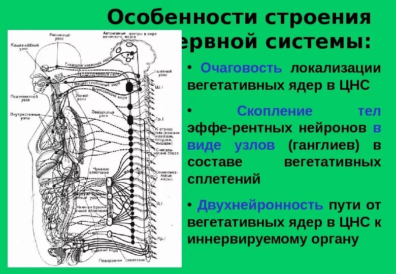 Укажите симпатические нервы. Автономная нервная система: парасимпатическая система. Ядра вегетативной нервной системы. Центры парасимпатического отдела ВНС ядра. Строение ядер центральных отделов вегетативной нервной системы.