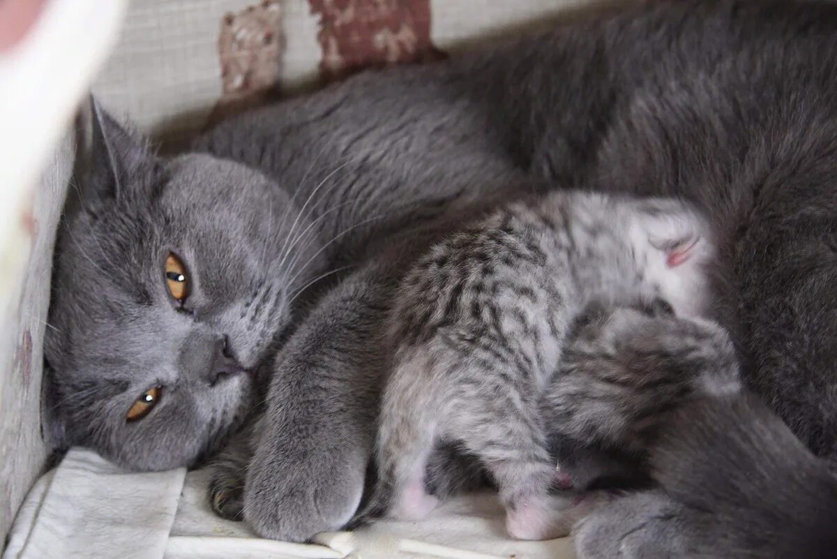 Сколько раз кошка кормит котят. Кот серый. Новорожденные британские котята. Британские котята с мамой. Кошка с родившимися котятами.