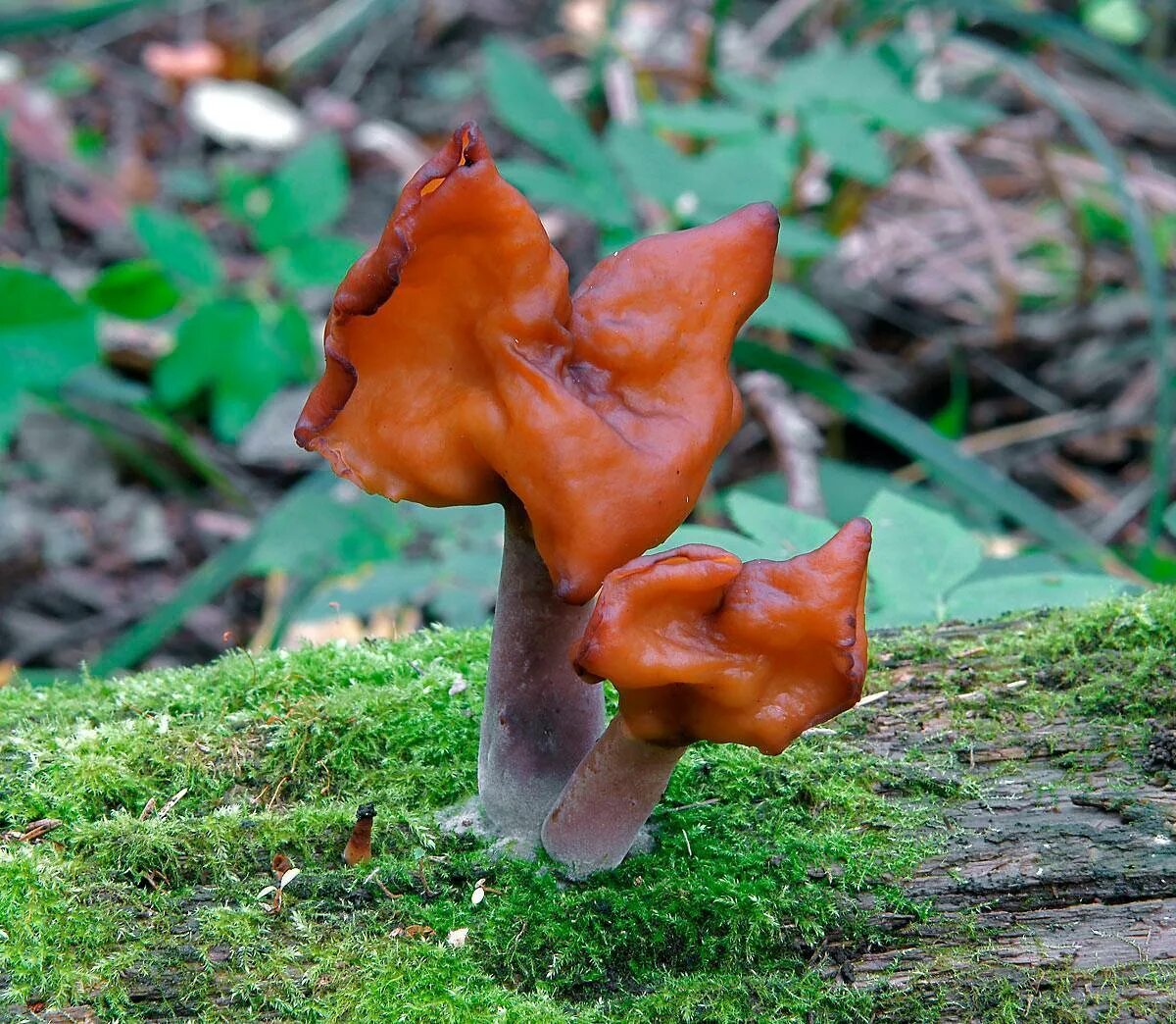 Строчок фото и описание. Gyromitra infula. Строчок осенний гриб. Лопастник осенний.