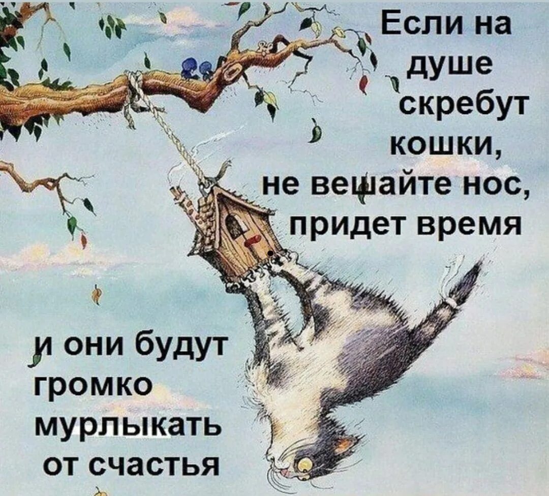 На душе скребутся кошки. Позитивные высказывания. Не вешай нос. Веселые цитаты.