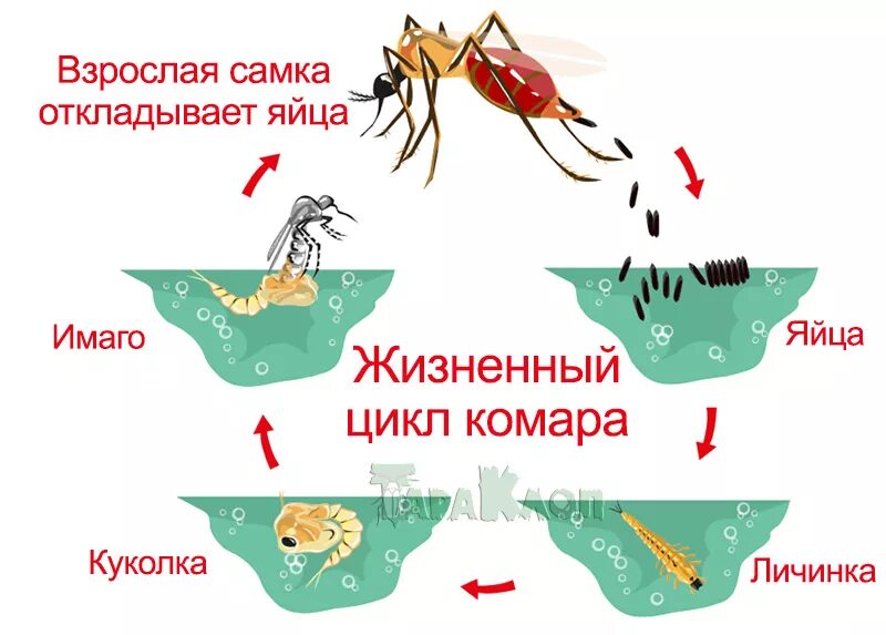 Стадия жизни насекомого. Комары на разных стадиях жизненного цикла. Жизненный цикл комара обыкновенного. Цикл жизни комаров. Цикл развития комара обыкновенного.