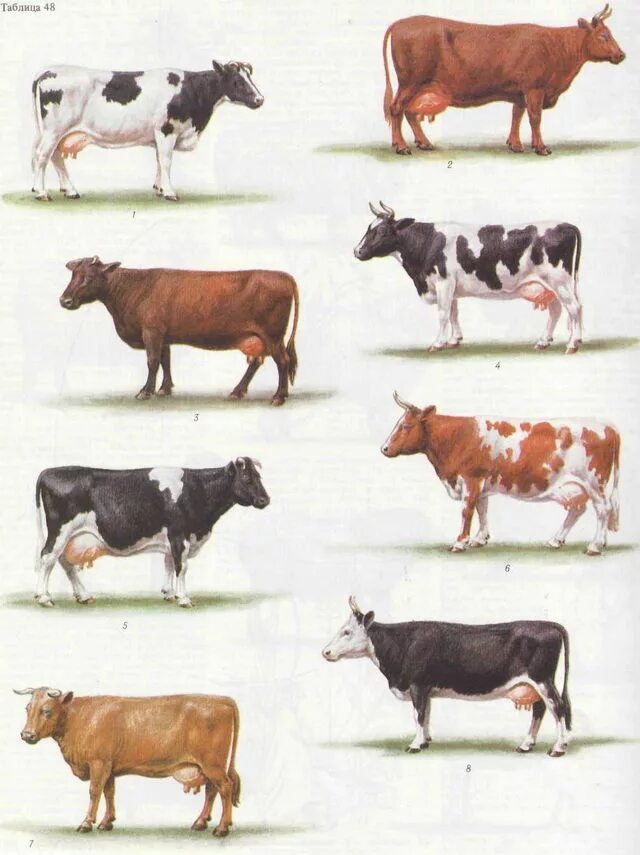 Селекции домашних животных. Бурая молочная Латвийская порода коров. Кахетинская порода коров. Мадьярская порода коров. Породы коров селекция.