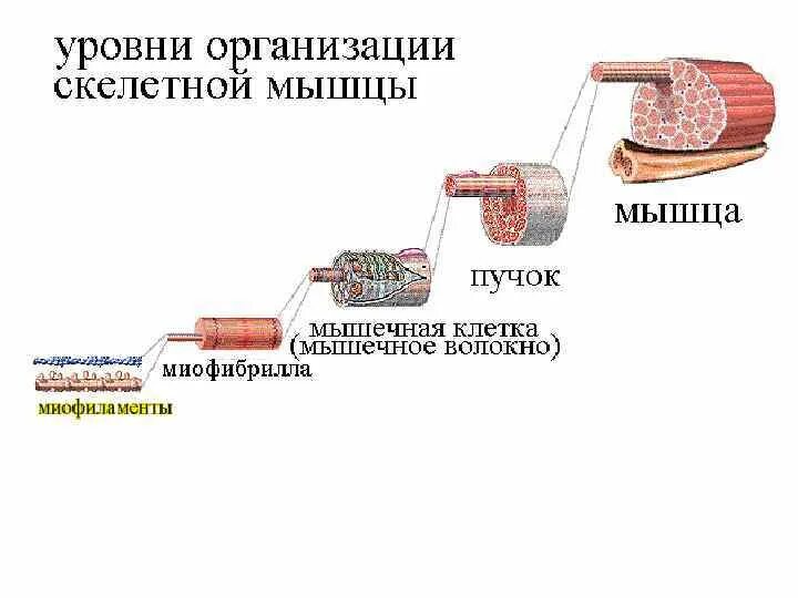 Мышцы уровень организации