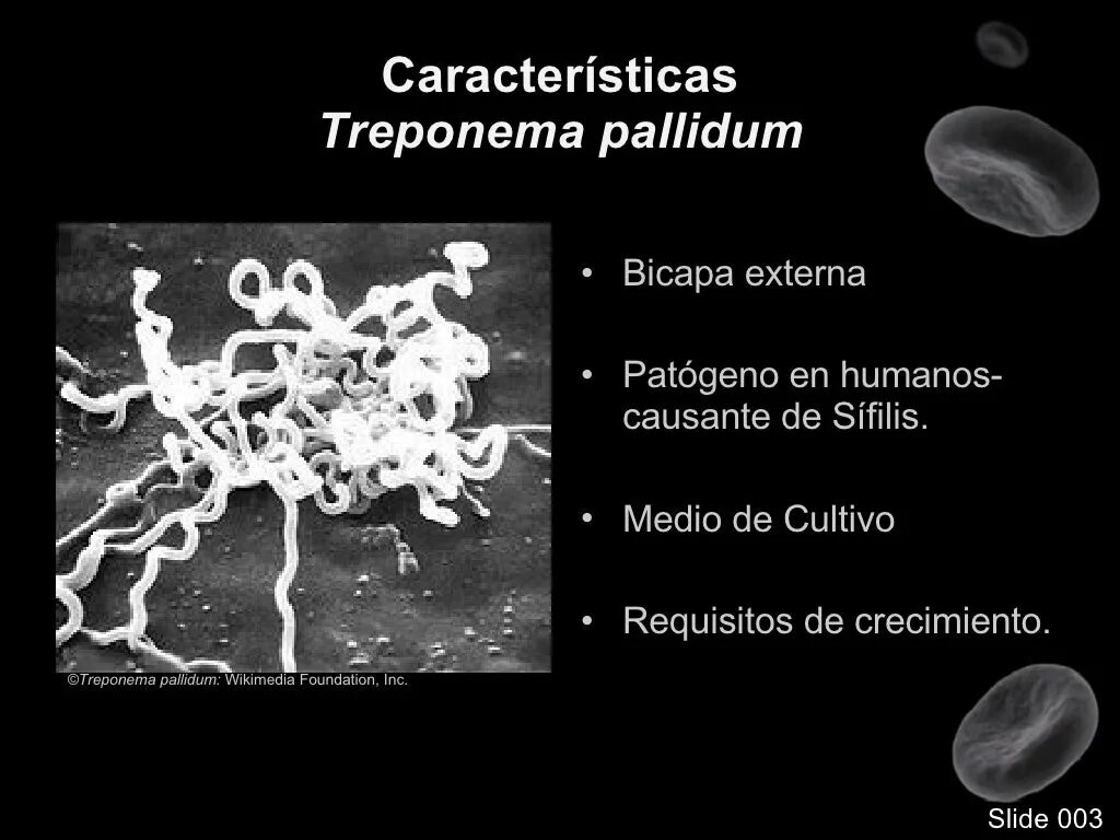 Anti treponema pallidum. Трепонема паллидум морфология. Трепонемы микробиология. Бледная трепонема микробиология. Трепонема Романовскому Гимзе.