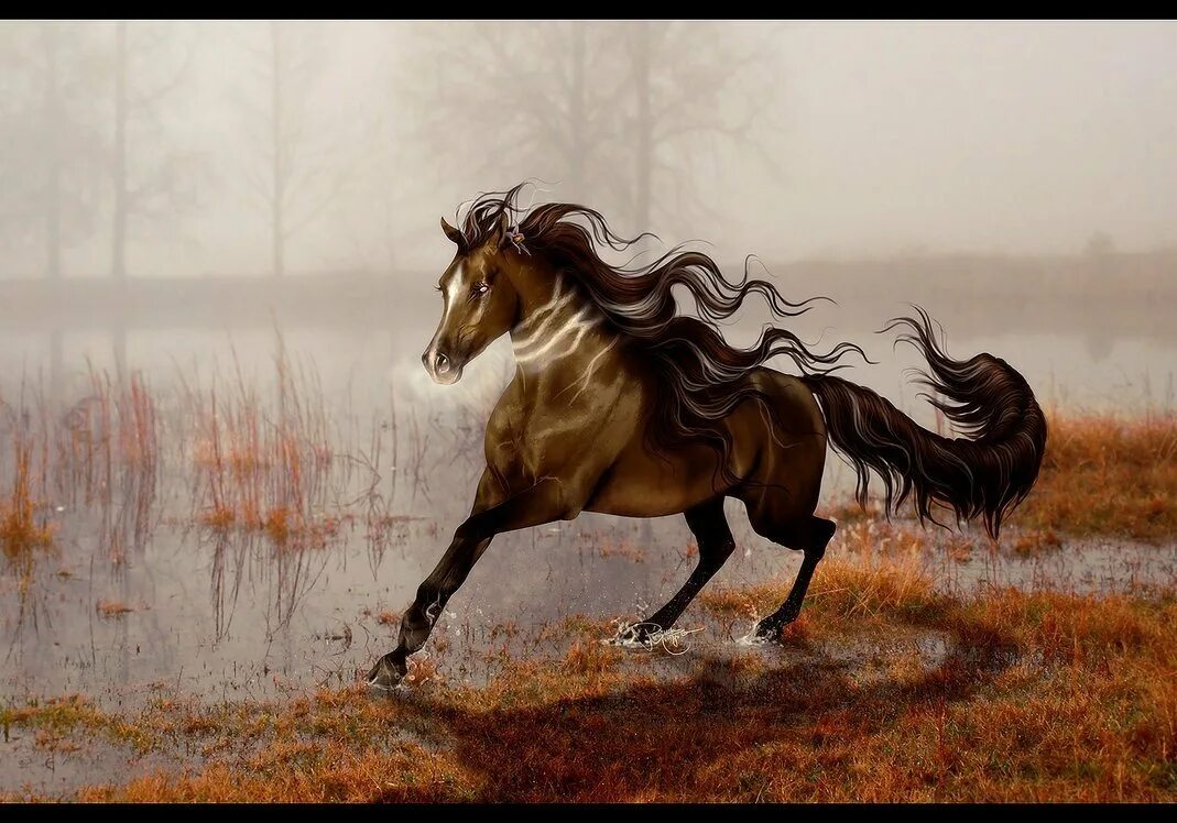 Убегающий конь. Красивые лошади. Очень красивые лошади. Лошадь бежит. Красивая лошадь бежит.