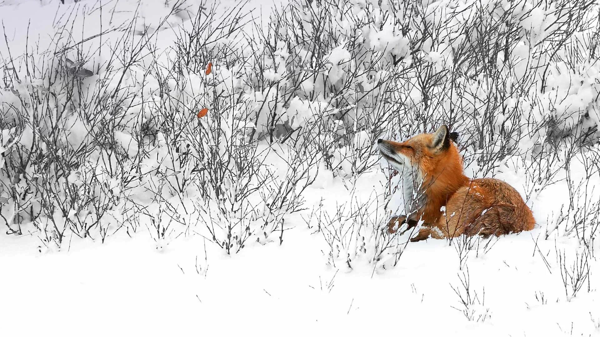 Хвойная лиса. Лиса зимой. Зимний пейзаж с лисой. Лиса в снегу. Лиса в зимнем лесу.