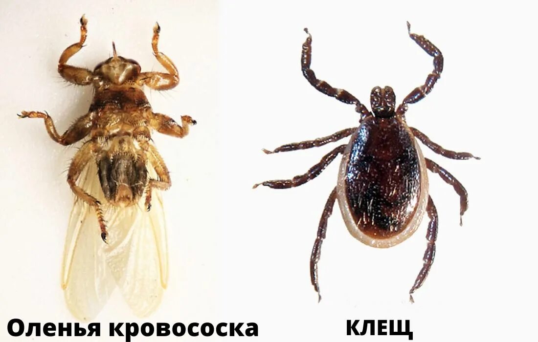 Сквозь бурелом и болота, тренировочный поход с Панфиловым - Записки Лесного Бомж
