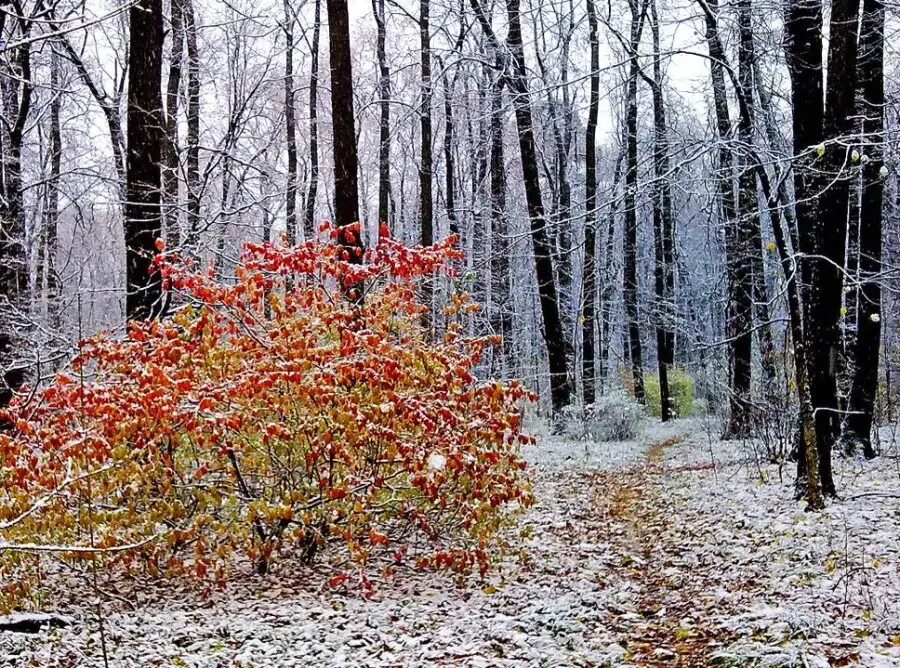 Октябрь первый холодный месяц осени впр. Поздняя осень. Осень ноябрь. Ноябрь природа. Лес в ноябре.