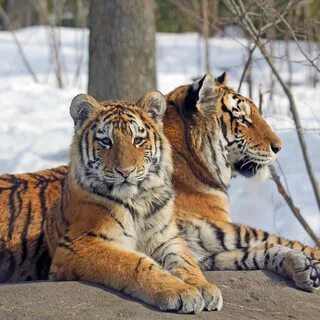 Амурский тигр розовый отзывы