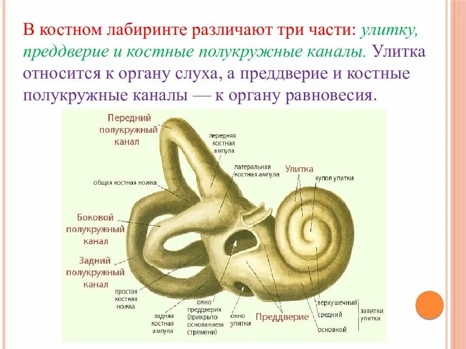 Преддверие функции