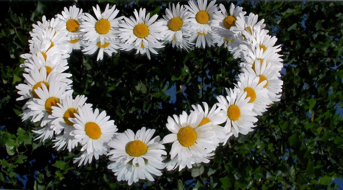 Ромашка день семьи. Символ праздника ромашка. Ромашка символ верности. Ромашка символ семьи любви и верности. Символ дня семьи.