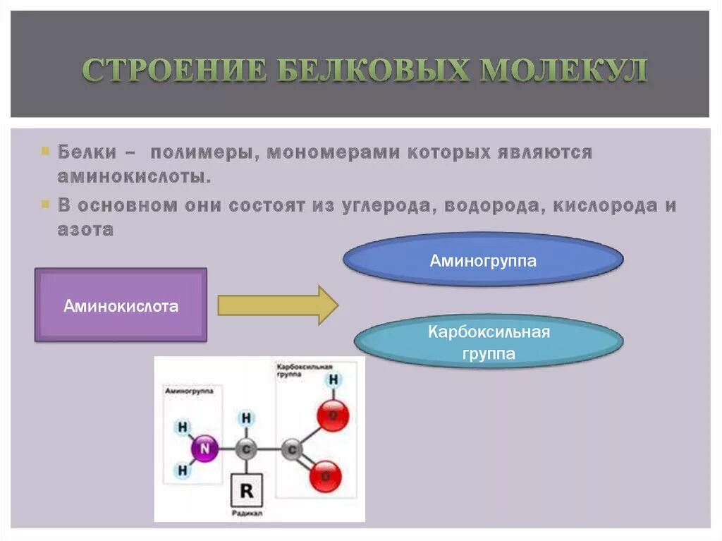 Строение белковых молекул. Структуры молекул белков. Белок строение молекулы. Строение белковой молекулы. Связи в белковой молекуле