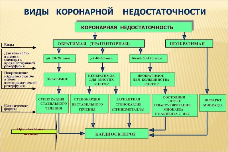 Острая сердечная коронарная недостаточность. Коронарная недостаточность. Острая коронарная недостаточность причины. Коронарная недостаточность механизм развития. Острая коронарная недостаточность клиника.