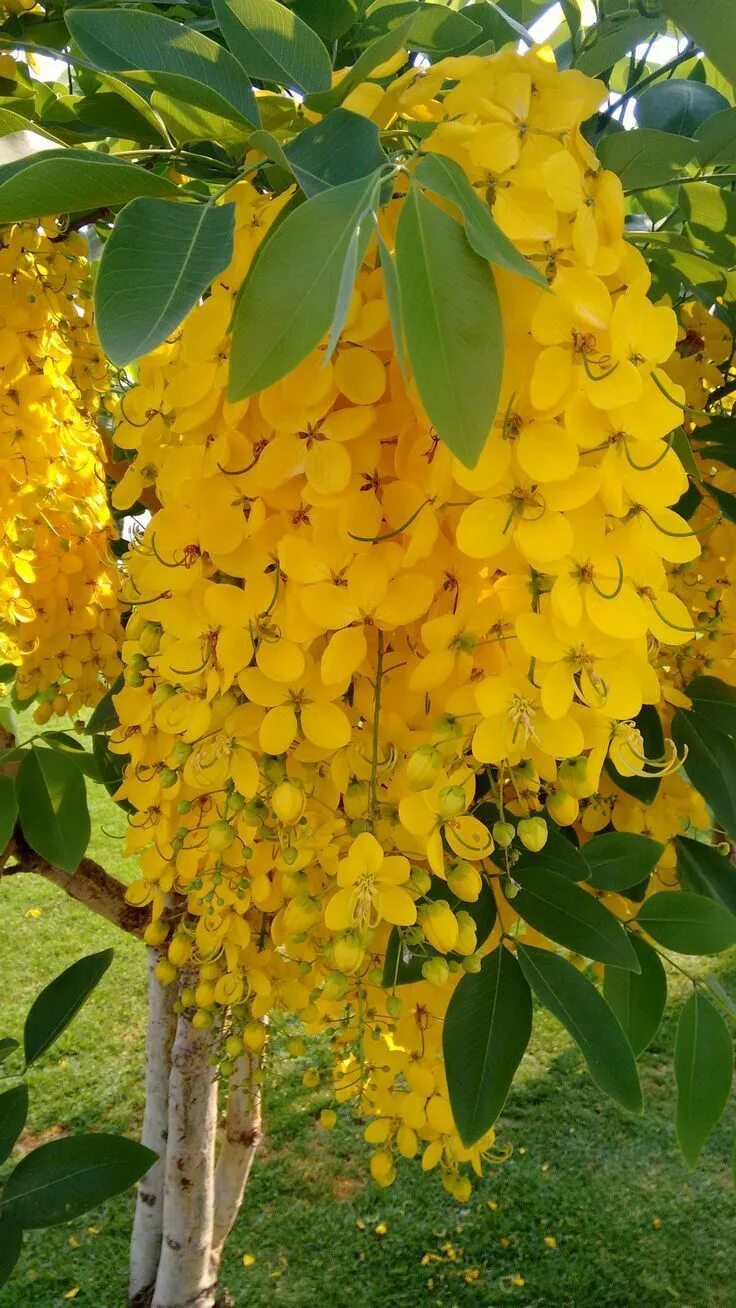 Цветущее дерево манго. Cassia Fistula (Кассия). Золотая Кассия дерево. Кассия дерево Кассия трубчатая. Кассия трубчатая дерево золотого дождя.