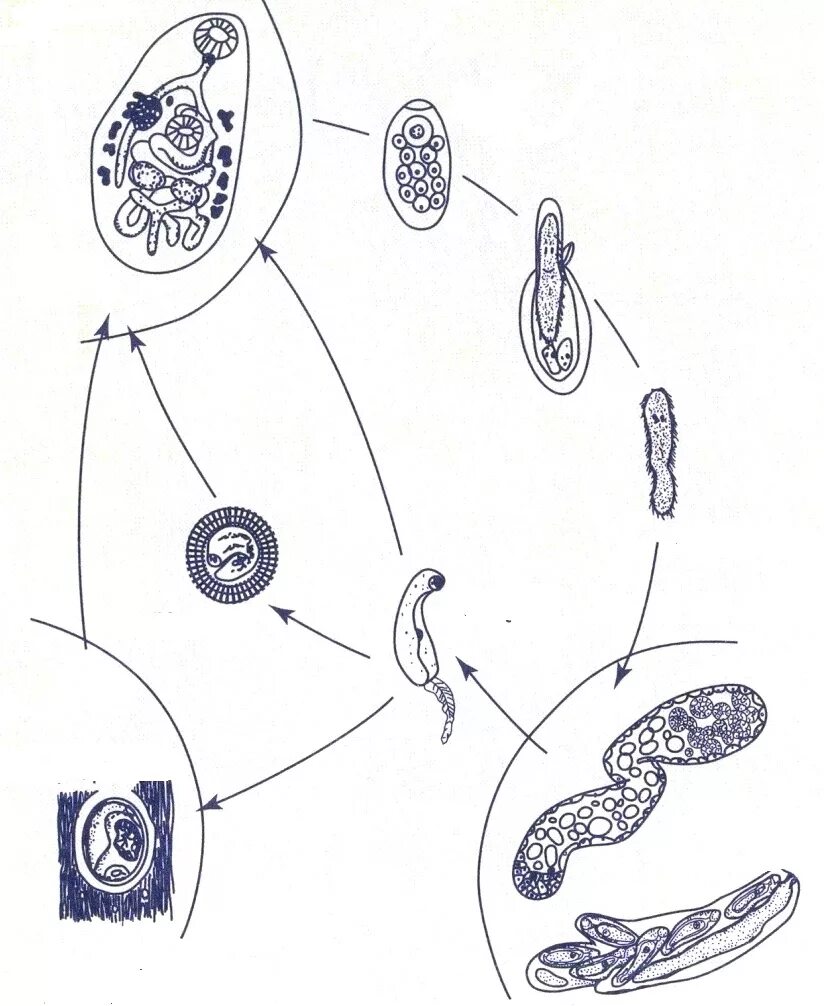 Схема жизненного цикла печеночного сосальщика. Жизненный цикл развития трематод. Цикл сосальщика адолескарий. Спороциста церкарий.