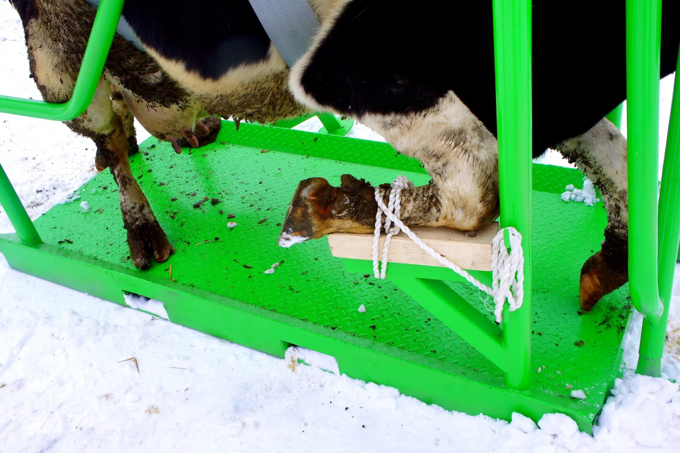 станок для обработки копыт агромолтехника. станок для обработки копыт агромолтехника. станок для фиксации крс 2035*1500*1800 с колесами. станок крс 1400. станок для фиксации и обработки копыт крс - скм «стандарт".