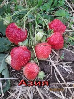 Клубника азия описание сорта и характеристика фото