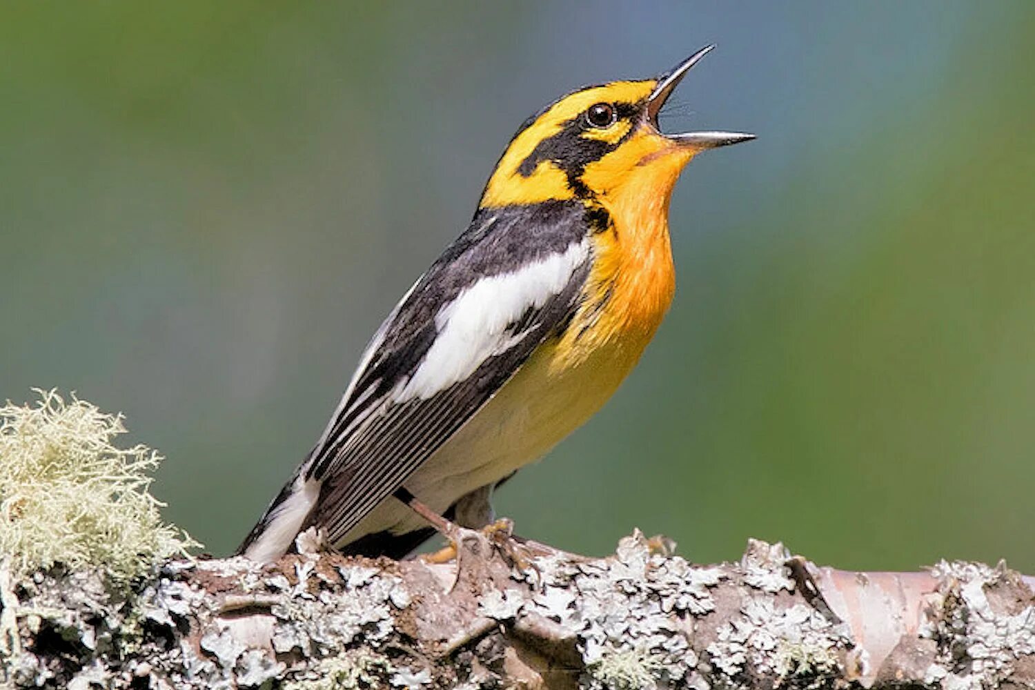 Птицы поют. Пение птиц картина. Как поют птицы. Blackburnian Warbler птица.