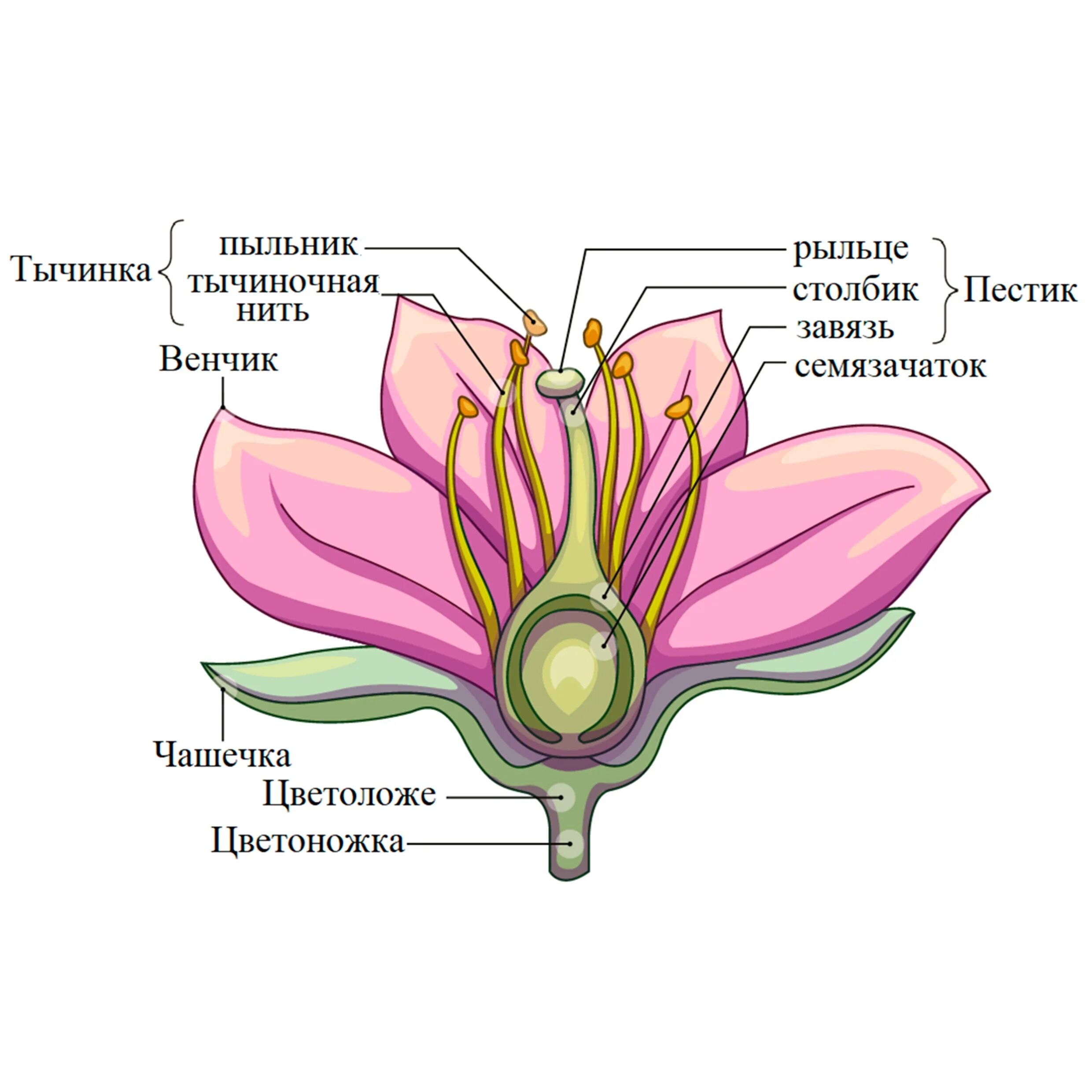 Изображение цветов 6 класс. Чашечковидный околоцветник. Строение цветка околоцветник схема. Строение цветков и околоцветником. Строение завязи пестика цветка.