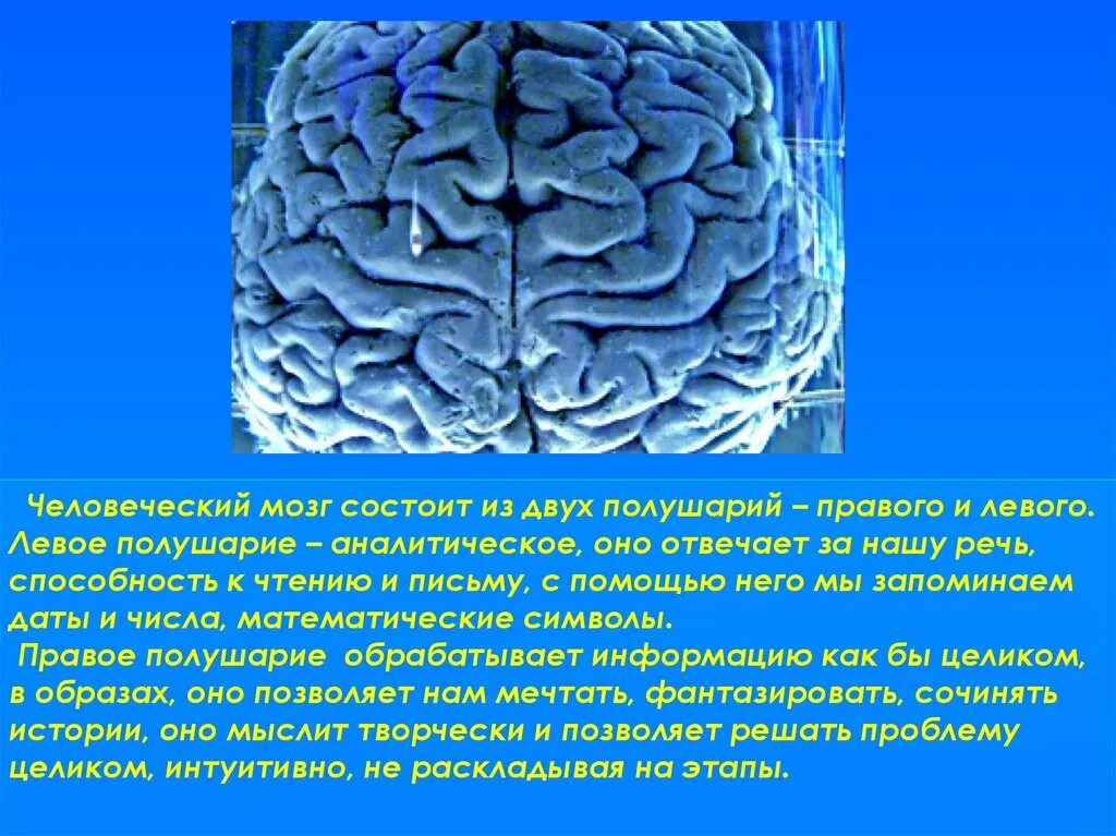 Из какого вещества состоят мозги. Человеческий мозг состоит из. Мозг состоит из двух полушарий. Человеческий мозг состоит из жира. Левое полушарие аналитическое.