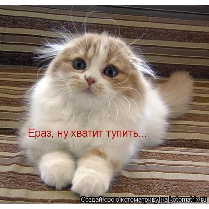 Невыспавшийся кот. Буквы ё о после шипящих в корне. Мем с просони. С просони как пишется. Спросони спросонья спросонок.