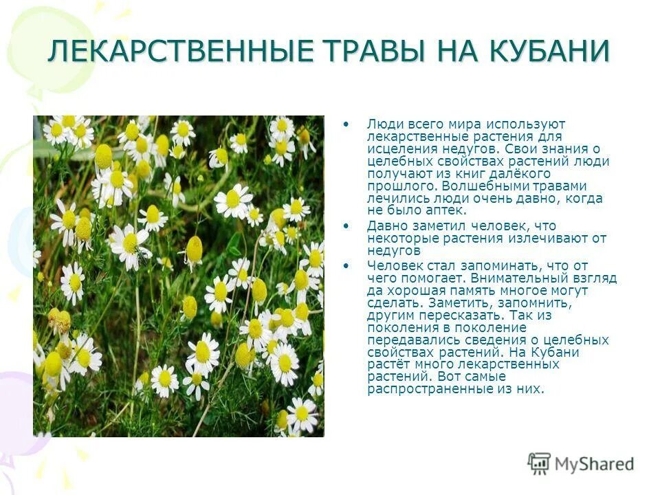 Ядовитые растения доклад. Лекарственные растения кубановедение 2. Лекарственные растения кубановедение 2. Травянистые растения кубани. Полезные растения кубани.