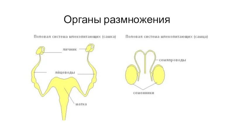 Орган матка функция. Репродуктивная система млекопитающих кратко. строение половых органов млекопитающих.