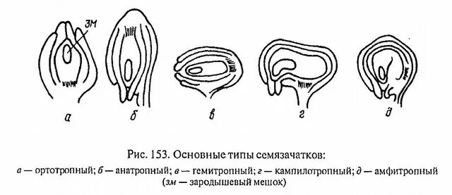 семязачаток. семязачаток саговника. схема строения семязачатка покрытосеменных растений. анатропные семязачатки. ортотропный семязачаток.