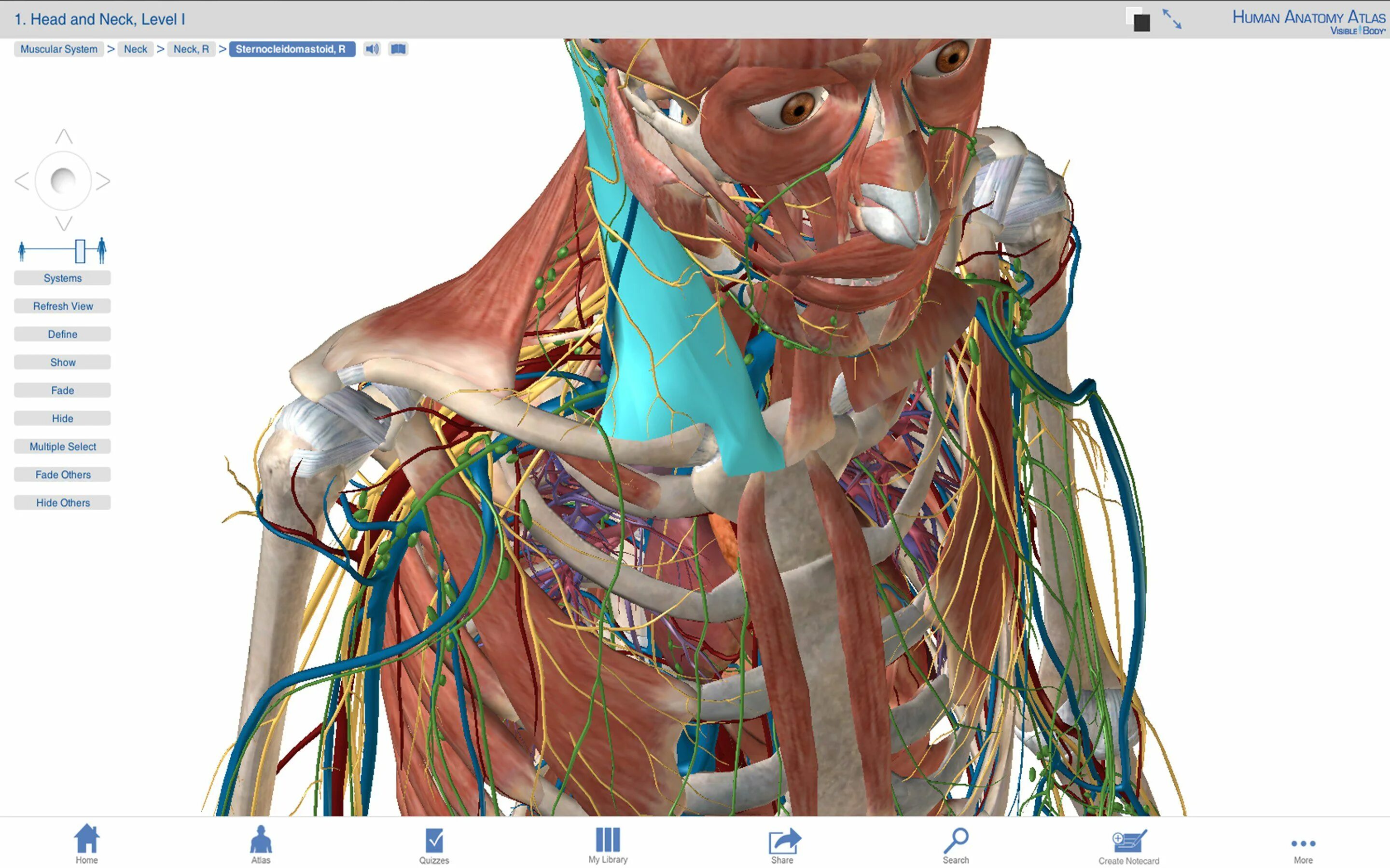 Анатомия твц. Анатомический атлас человека 3д. Anatomy Learning 3d анатомический атлас. Анатомия человека 3d программа 2001. Атлас по анатомии человека 3d.