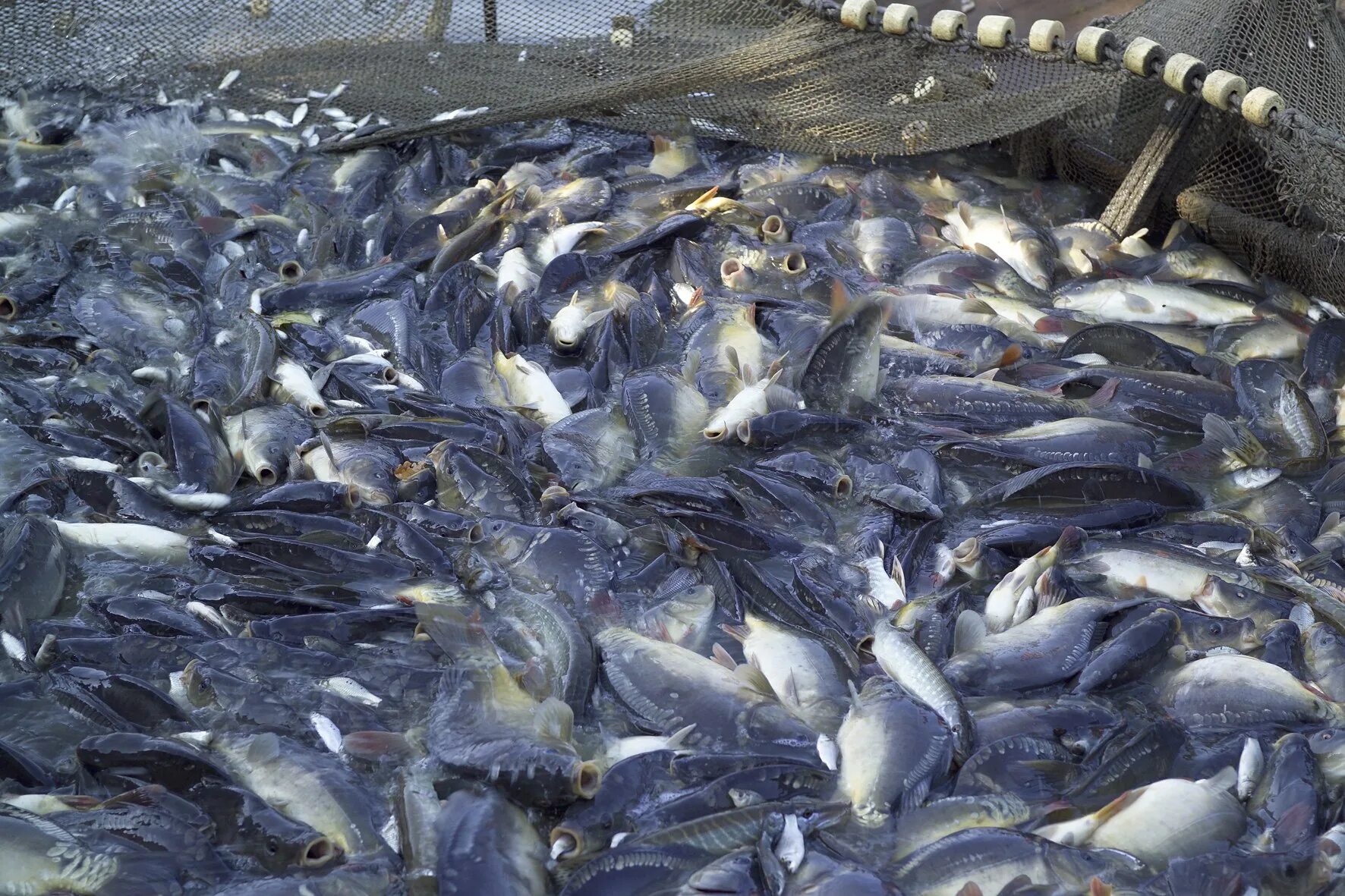 Добыча биоресурсов. Добыча рыбы. Рыбные ресурсы. Рыбный промысел. Рыбного промысла и рыбоводства.