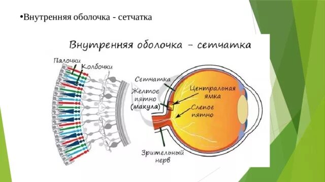 Внутренняя оболочка глаза сетчатка. Внутренняя оболочка (сетчатка глаза) слои. Внутренняя сетчатая оболочка. Внутренняя оболочка сетчатка строение.