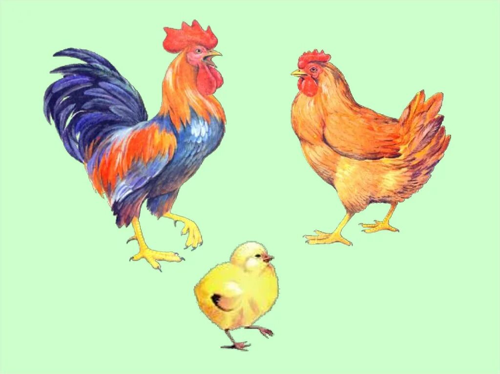 Домашние птицы для детей. Домашние птицы картинки для детей дошкольного возраста. Домашние птицы. Домашние птицы курица индюк гусь утка. Домашние птицы картинки для детей дошкольного возраста.